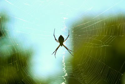 Close-up of spider web