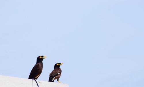 Low angle view of birds perching on the sky