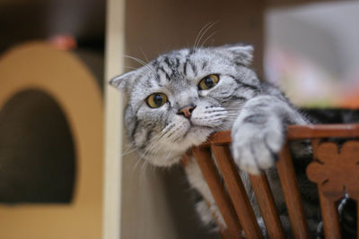 Close-up portrait of a cat at home