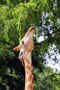 Close-up of a horse against trees