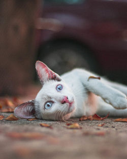 Close-up portrait of cat lying on land