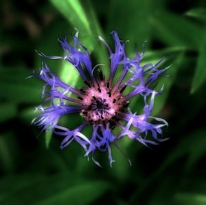 Close-up of purple flowers