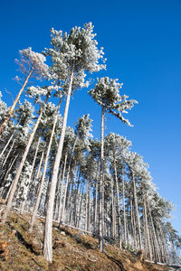 Low angle view of trees against clear blue sky