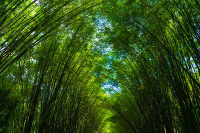 Low angle view of bamboo trees in forest