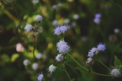 Close-up of purple flowering plant on field