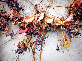 High angle view of dried hanging on wall
