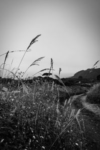 Plants growing on land against clear sky
