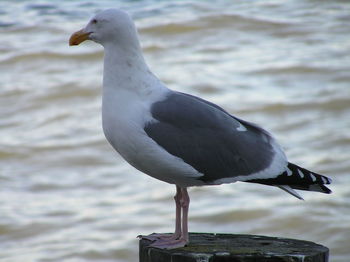 Close-up of seagull in water