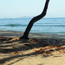 Dead tree on beach against clear sky