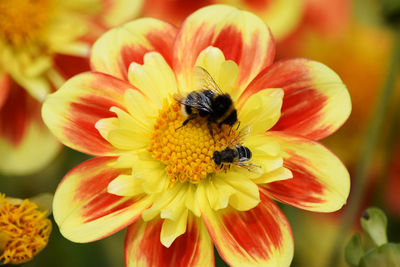 Close-up of bee on yellow flower