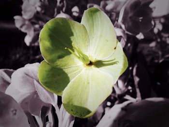 Close-up of yellow flower