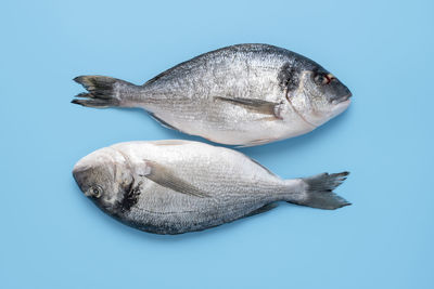 Close-up of fish against blue background
