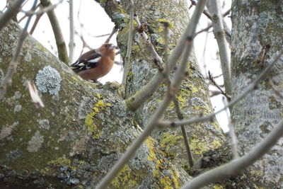 Low angle view of bird perching on tree against sky