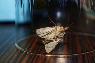 Close-up of butterfly on glass table