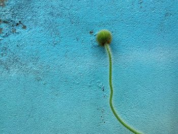 Close-up of dandelion