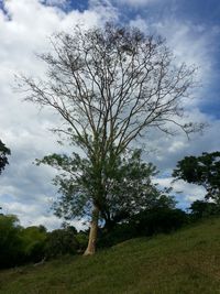 Bare trees on grassy field against cloudy sky