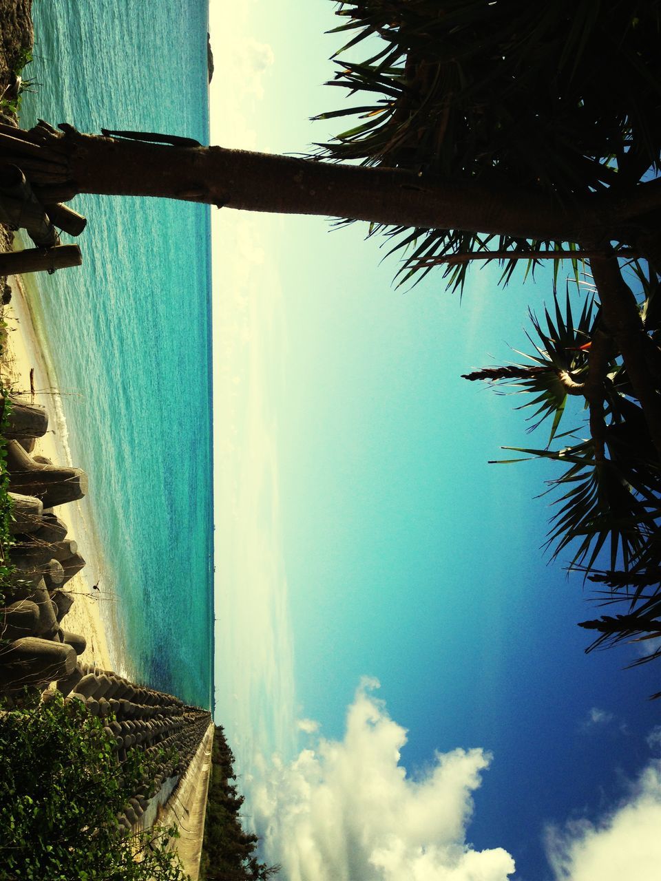 sea, horizon over water, water, beach, sky, tranquil scene, tree, scenics, tranquility, shore, palm tree, beauty in nature, nature, sand, growth, idyllic, coastline, cloud - sky, cloud, outdoors