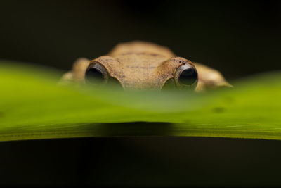 Boophis viridis: green toad from madagascar