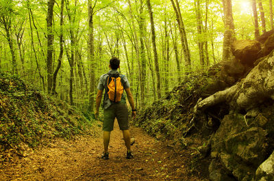 People standing on tree trunk in forest