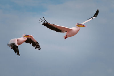 Low angle of wild pelicans with white and black plumage flying gracefully in blue sky