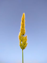 Close-up of yellow flowering plant against clear blue sky