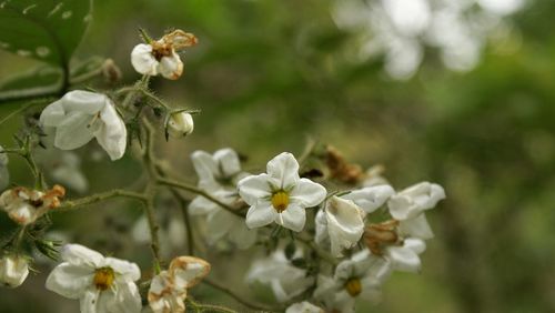 Close-up of white flowers