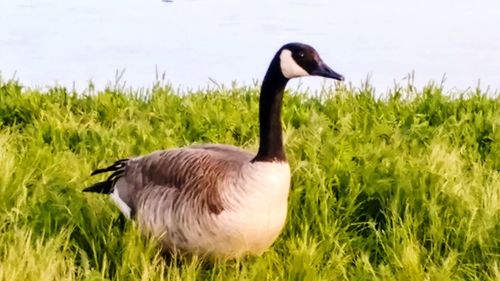 Duck on field