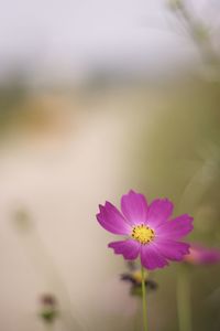 Close-up of pink flower