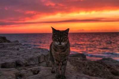 Portrait of a cat on beach during sunset