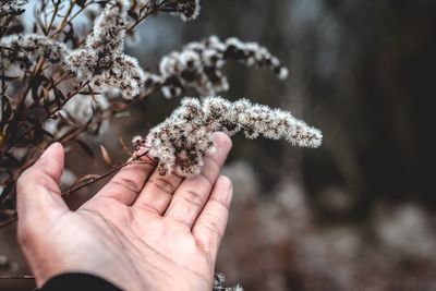 Close-up of hand holding flower