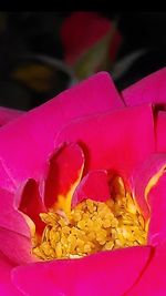 Close-up of pink flowers