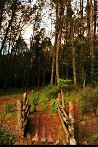 Trees in forest