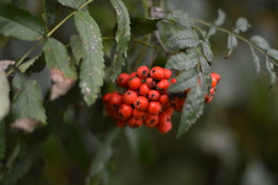 Close-up of cherries on tree