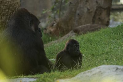 Close-up of gorillas sitting on grass