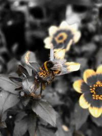 Close-up of butterfly on flower