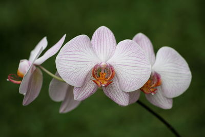 Close-up of flowering plant, phalaenopsis