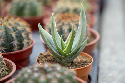 Close-up of succulent plant