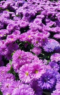 Full frame of purple flowers