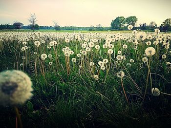 Close-up of flowers growing in field