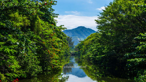 Scenic view of lake amidst trees against sky