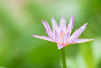 Close-up of pink water lily