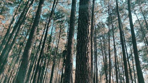 Low angle view of bamboo trees in forest