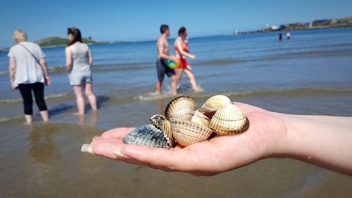 Cropped hand of woman holding seashells at beach against clear blue sky