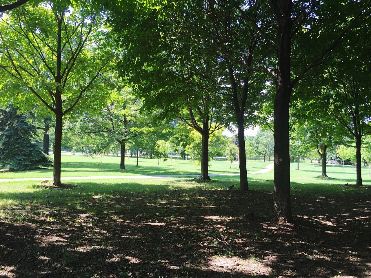 tree, tranquility, growth, tree trunk, nature, tranquil scene, park - man made space, beauty in nature, branch, shadow, sunlight, grass, green color, scenics, landscape, park, field, leaf, day, outdoors