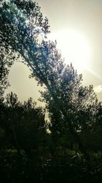 Low angle view of trees against sky