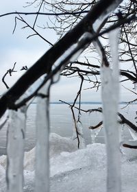 Close-up of bare tree during winter