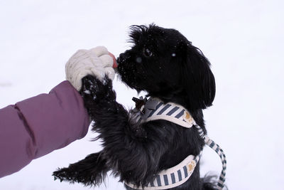 Feeding dog by owner's hand. black russian colored lap dog phenotype for a walk at wintertime.