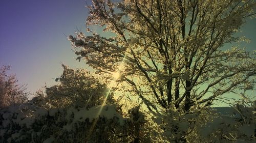 Low angle view of bare trees against sky