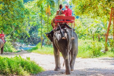 Rear view of people sitting on elephant in forest