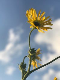 Close-up of yellow flowers blooming against sky